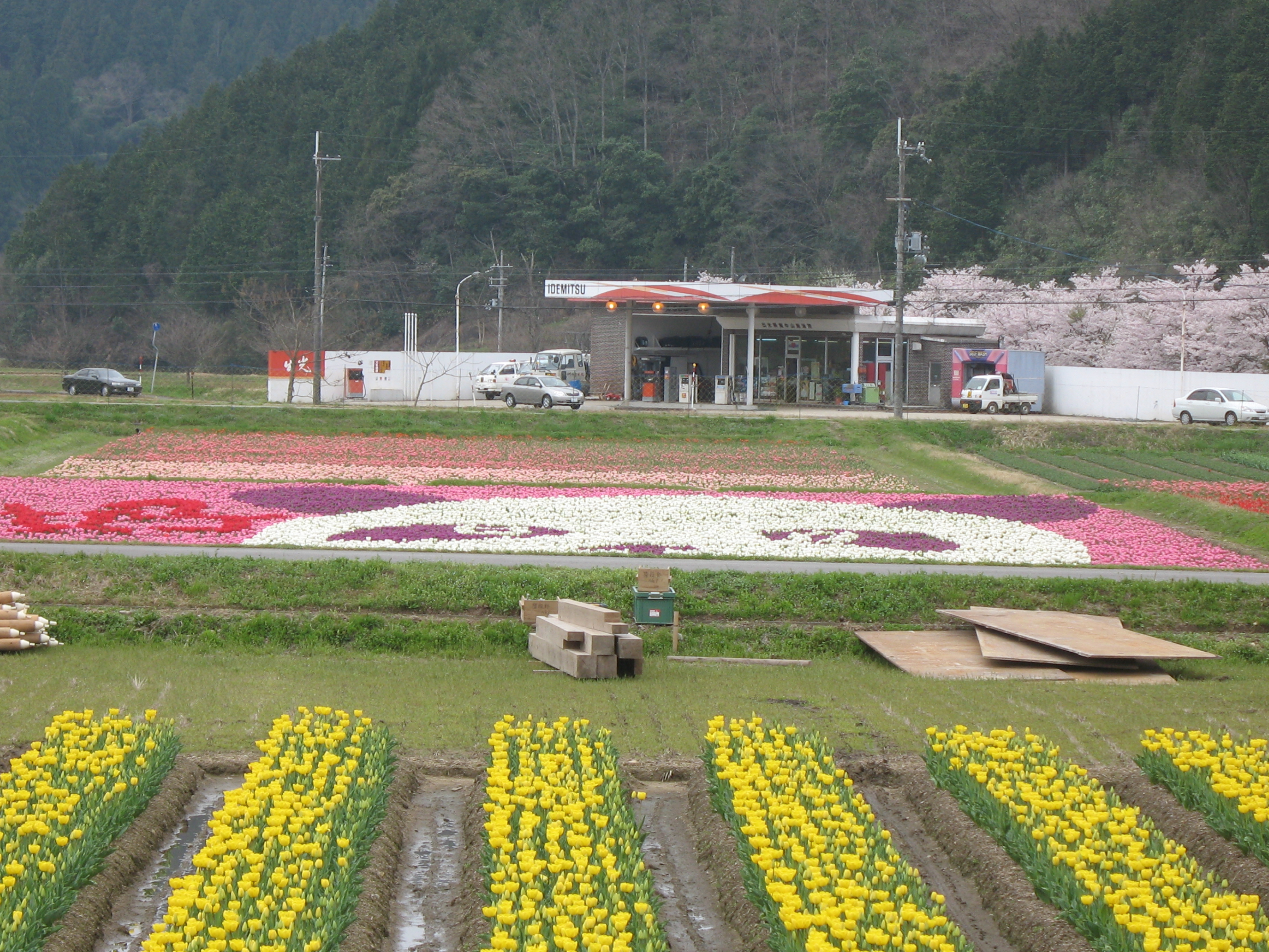 兵庫県ブラリ散歩日記 但東町チューリップまつり